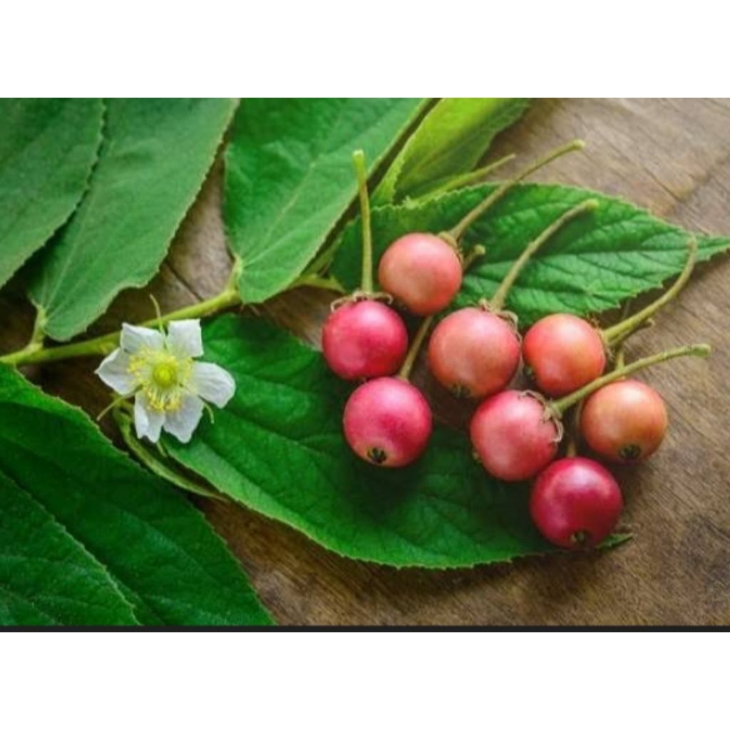 

buah kersen/kersem/ceri segar 50biji