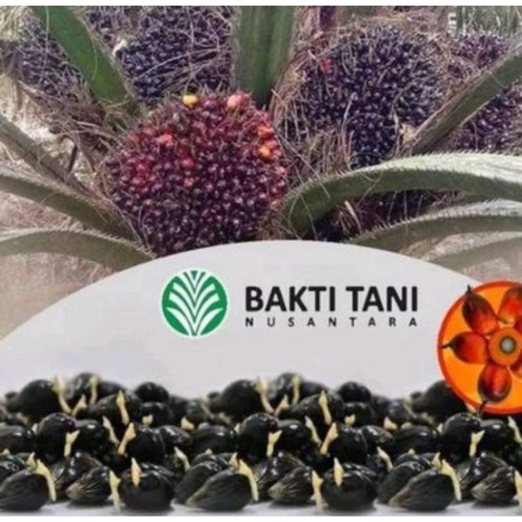 Benih Bibit sawit DXP TN 1 unggul