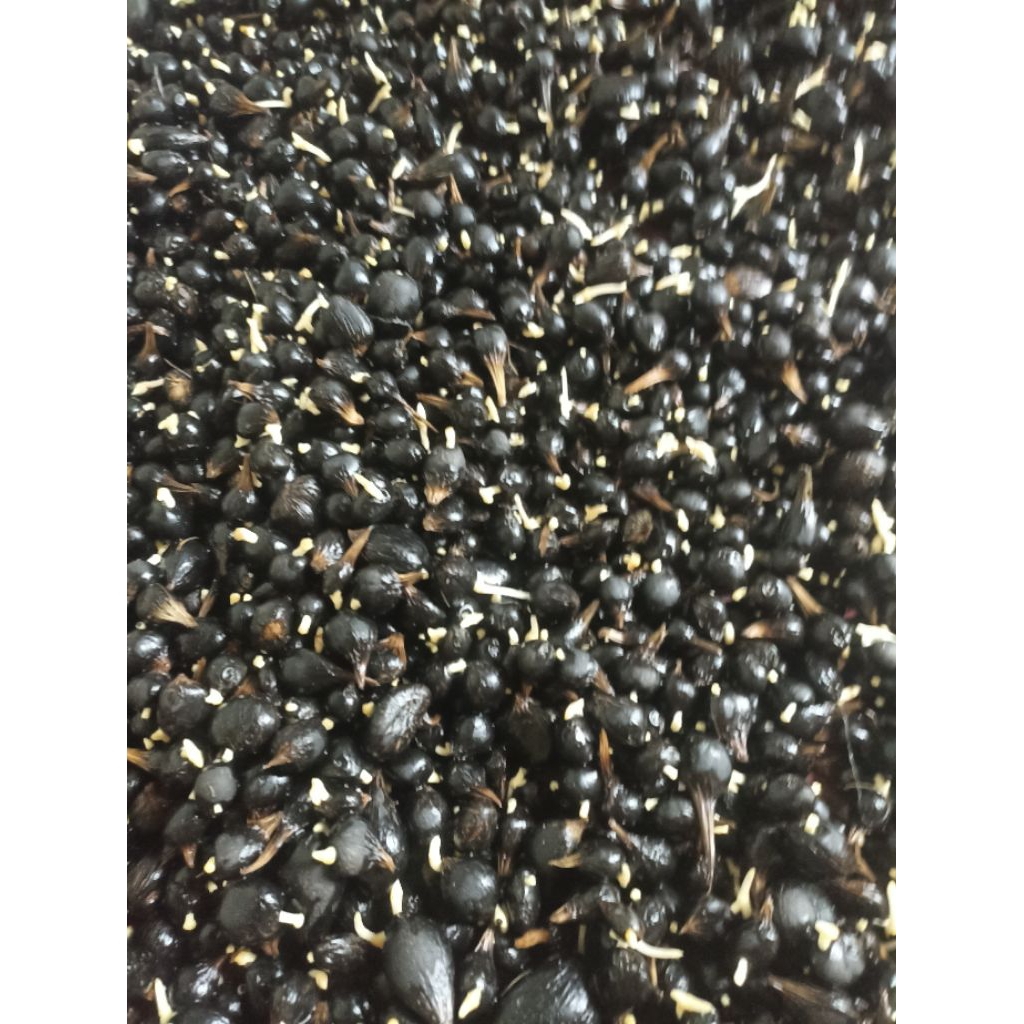 polong sawit tenera unggul biji kecil. sudah berkecambah