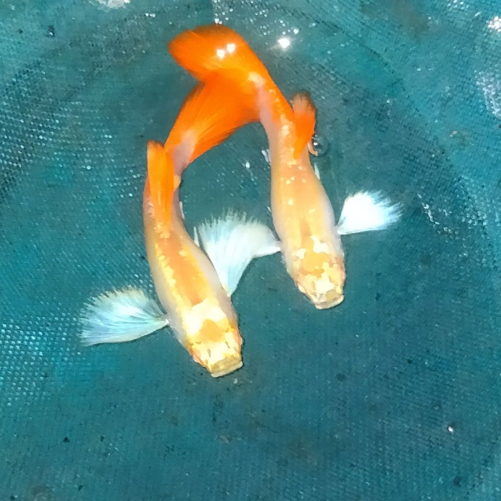 hiasan aquarium guppy albino PRTDE