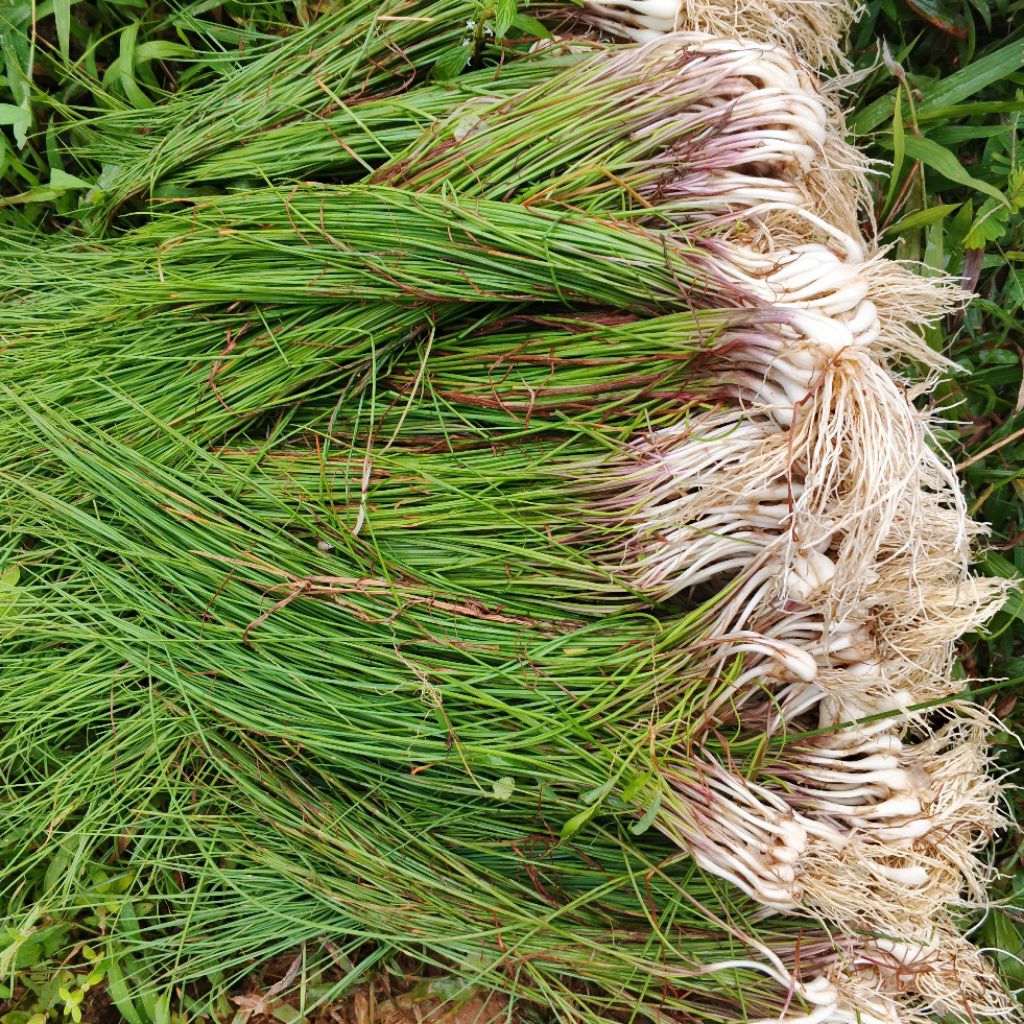 

kucai sayur kucai daun bawang lokio berat 1 Kg
