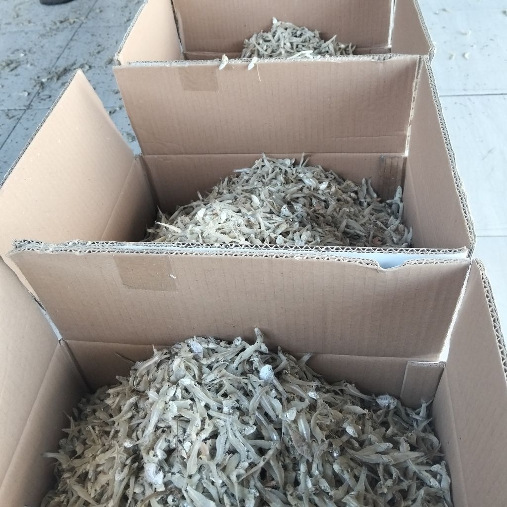 

Teri Jengki Kering 1kg Fresh Asli Laut Pantura