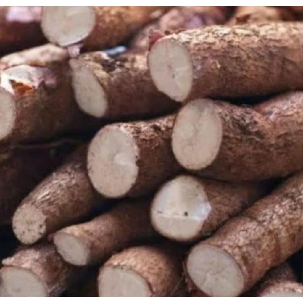 

singkong keju masih segar baru panen 7rbu/ 1kg