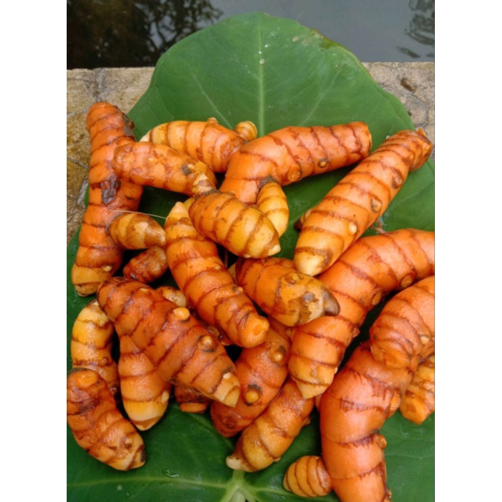 

Temulawak kunyit kuning asli 500gr