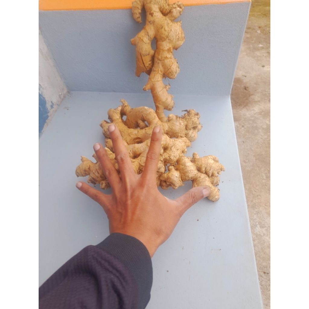 

Jahe gajah super jumbo 1 kg