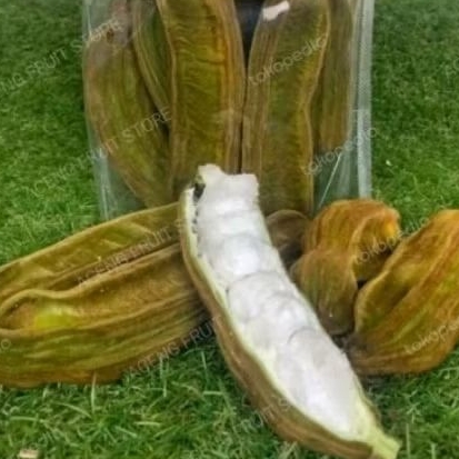 Buah salju buah kapas Bali buah kapas segar langka 1kg