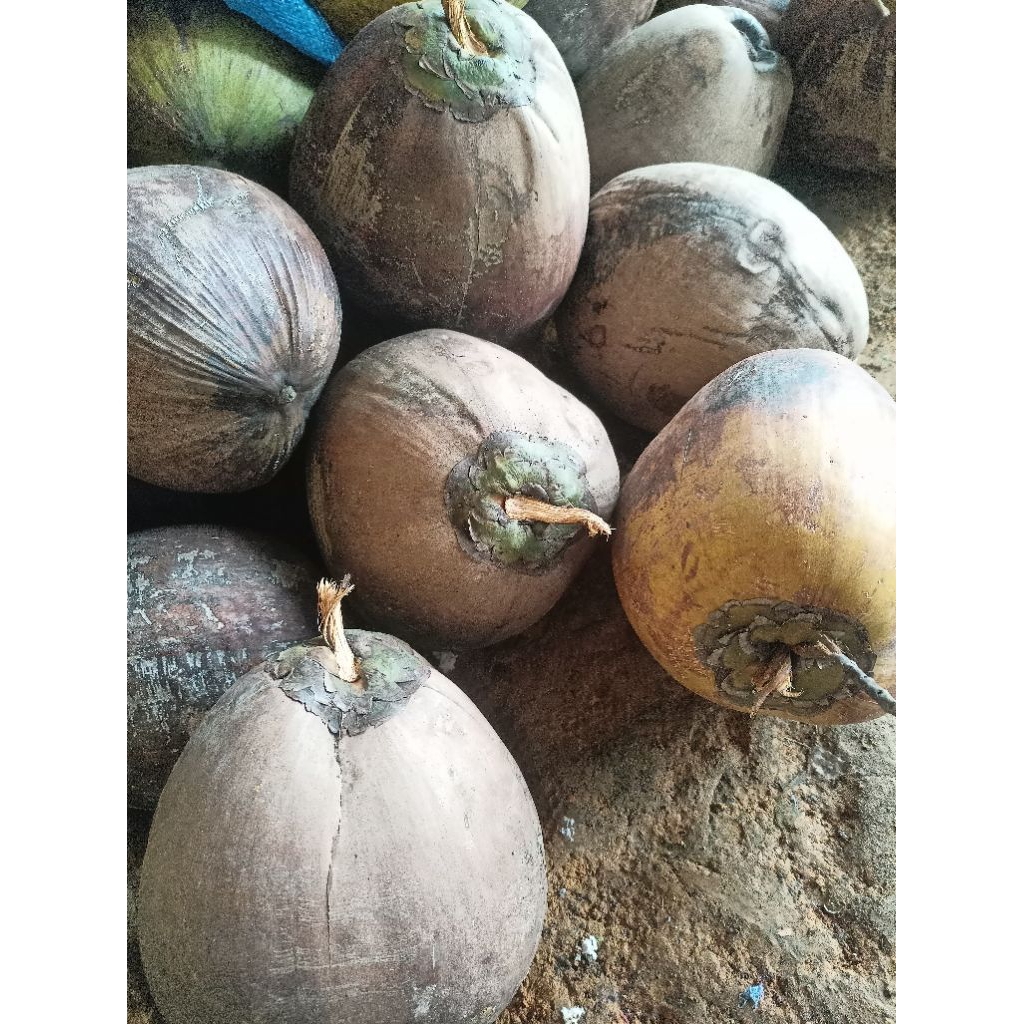 

Kelapa Tua Segar 5 Butir – Untuk Santan / Minyak / Masakan