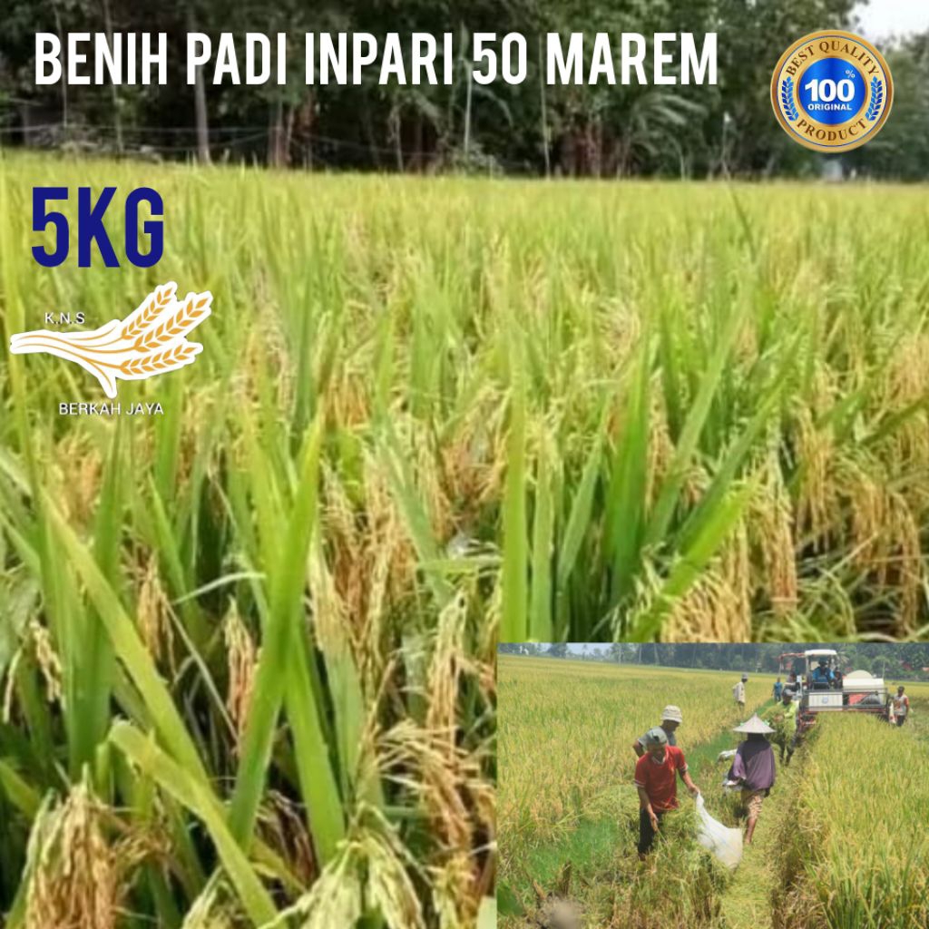 BENIH BIBIT PADI INPARI 50 MAREM BERKUALITAS UNGGUL KEMASAN 5KG