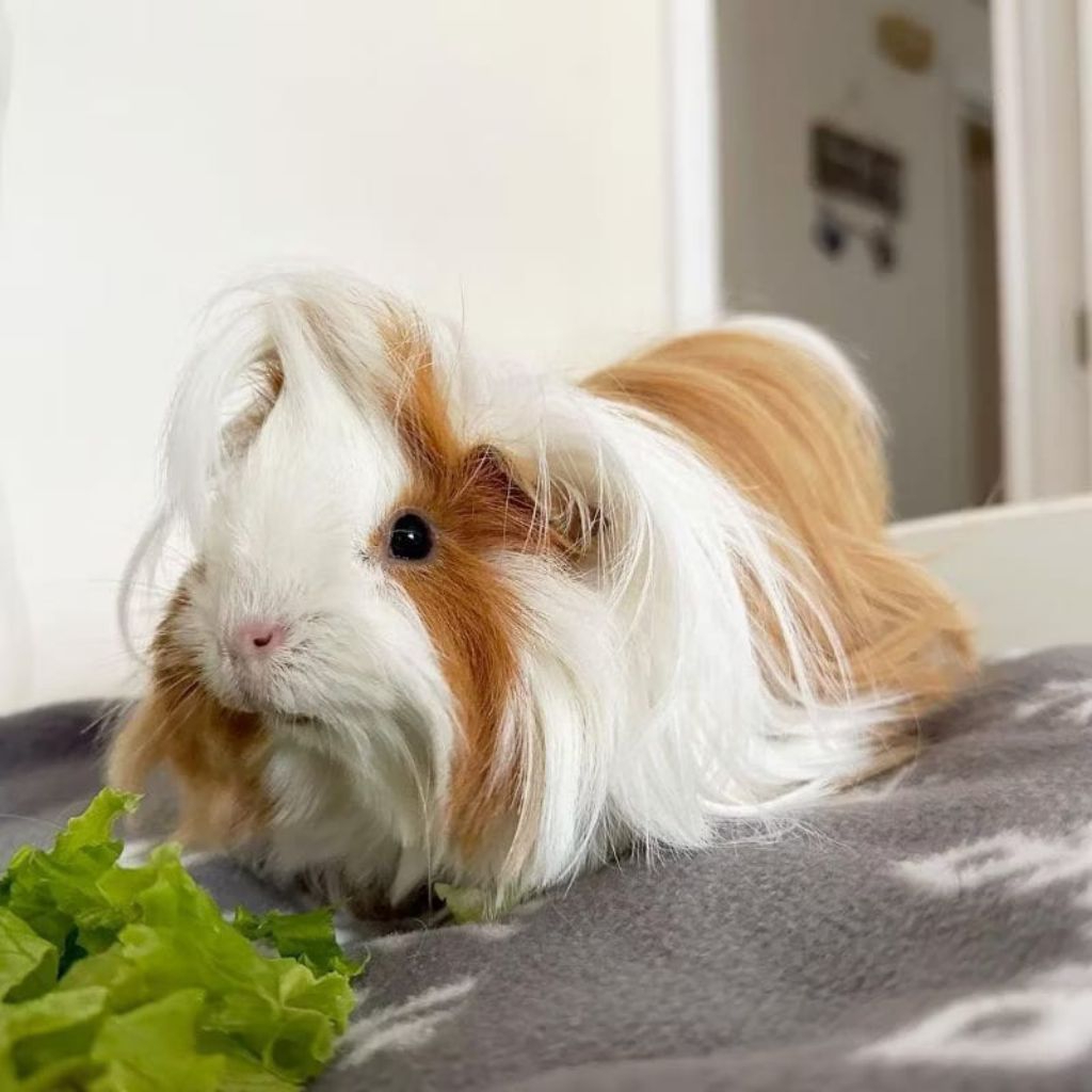 Marmut Abysinan - Marmut Rambut Jabrik -Guinea Pig Abbysinan Jabrik