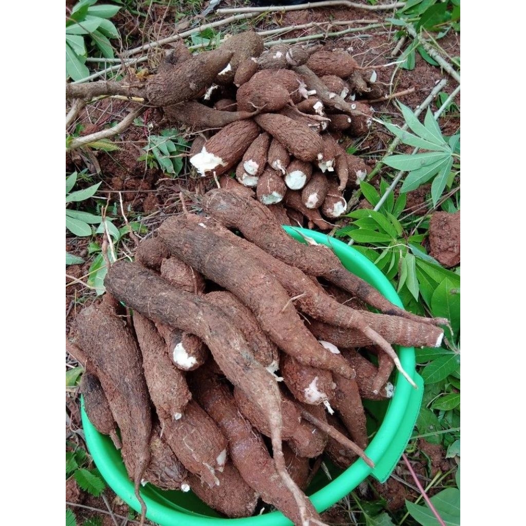 

Singkong permas pulen 1kg