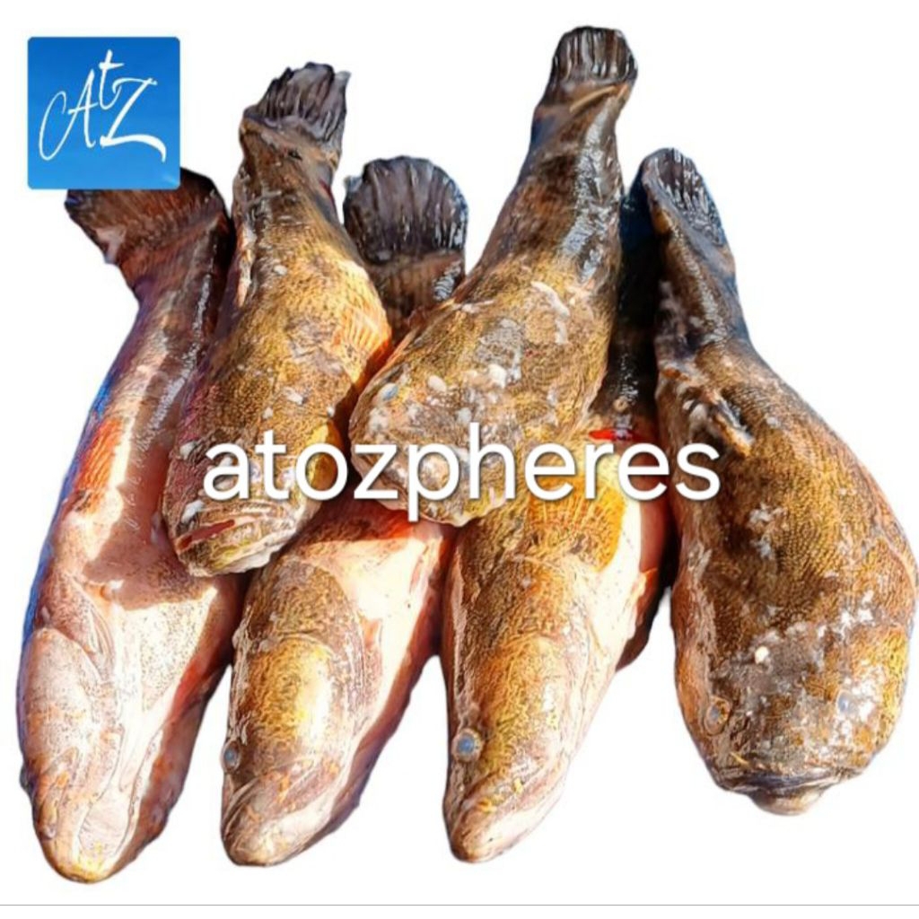 Ikan gabus malas betutu boboso sunhok soonhock sun soon hok hock  segar pilihan fresh 1kg