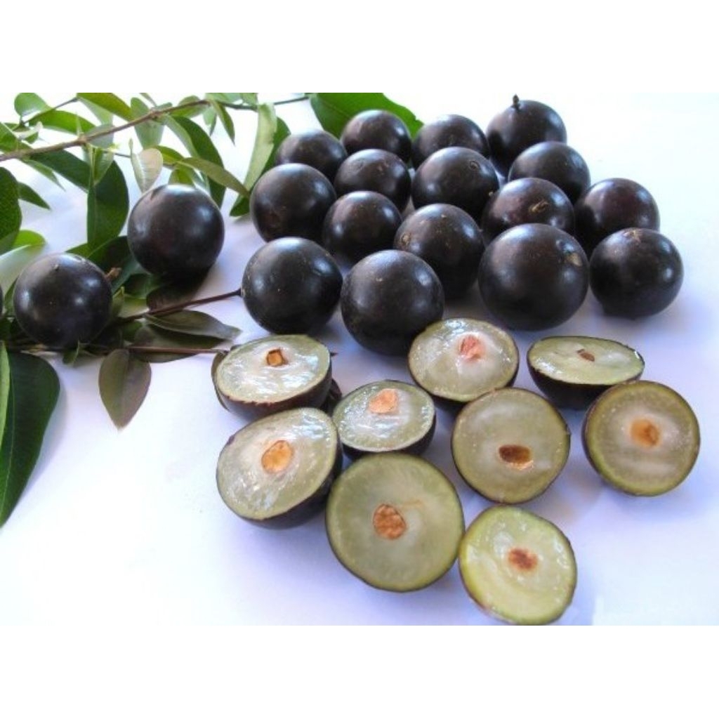 

Kupa Brazil (selama persediaan masih ada)