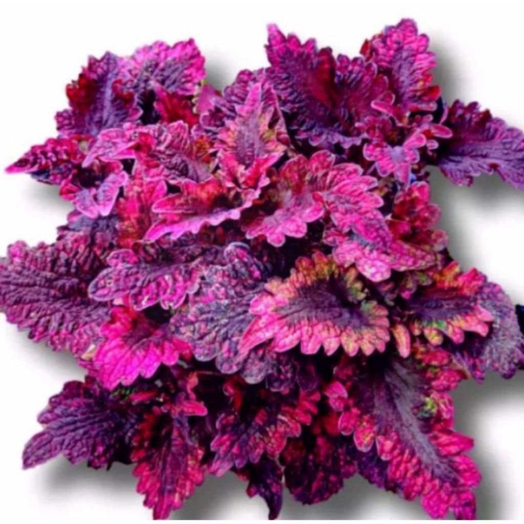 Miana ekor naga / Tanaman miana ekor naga ( sudah berakar ) / Pohon miana ekor naga