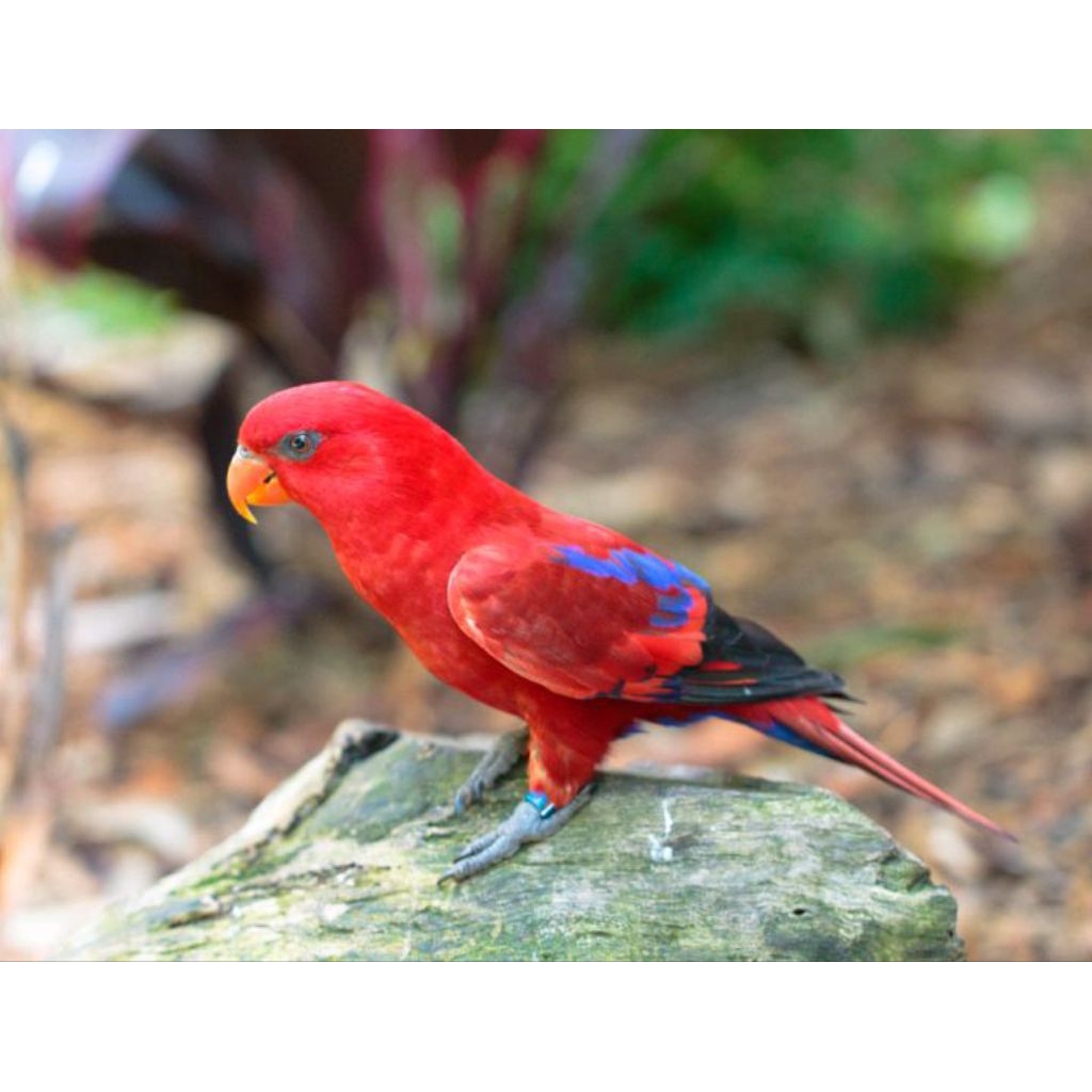 

telur burung Nuri red lory fertil untuk ditetaskan