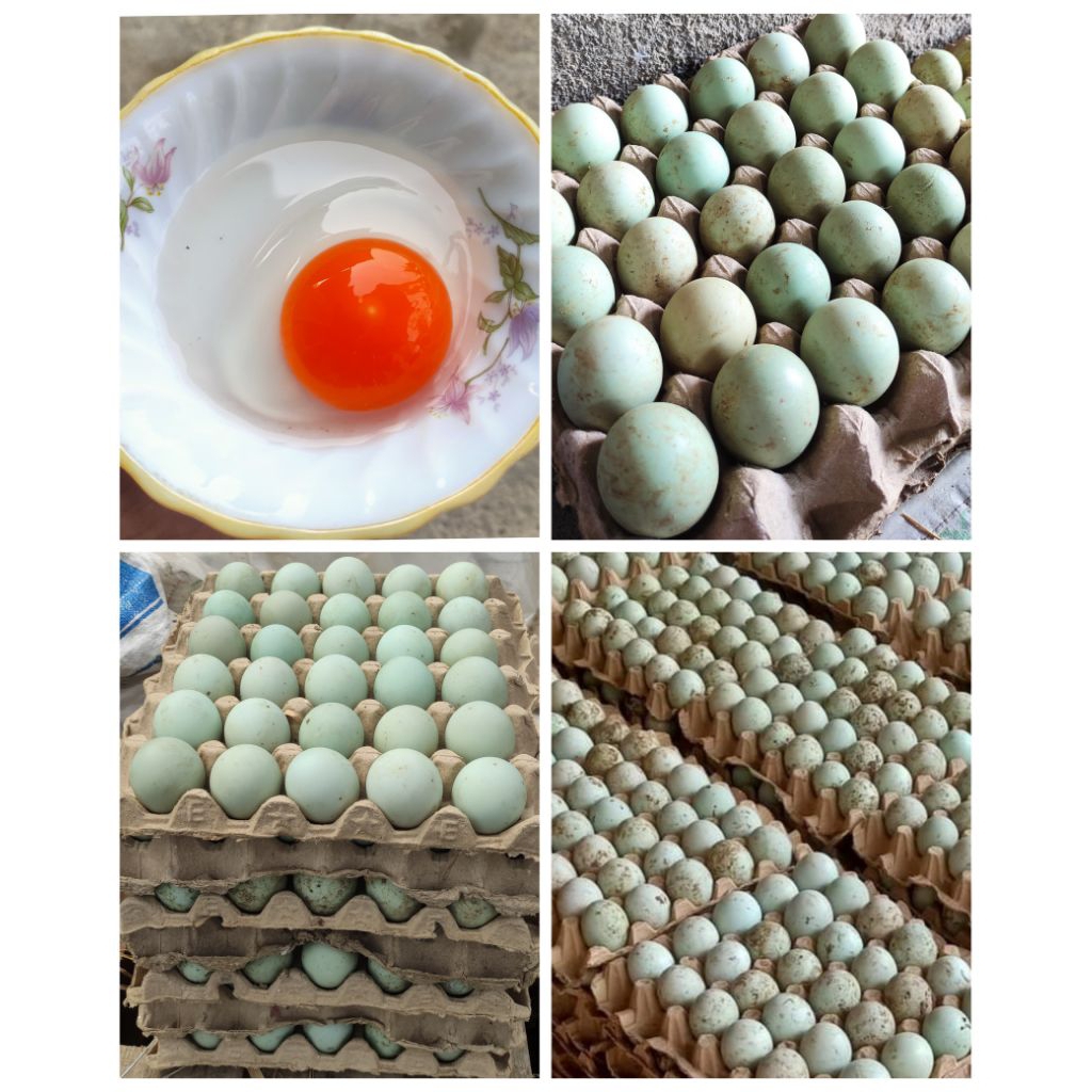 

Telur Bebek Omega 3 Berkualitas Bergaransi 10butir