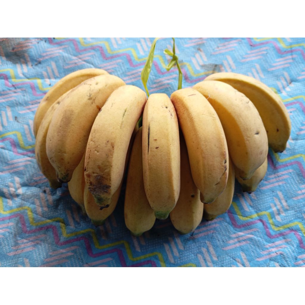 

Pisang Raja Bulu 1 Kg