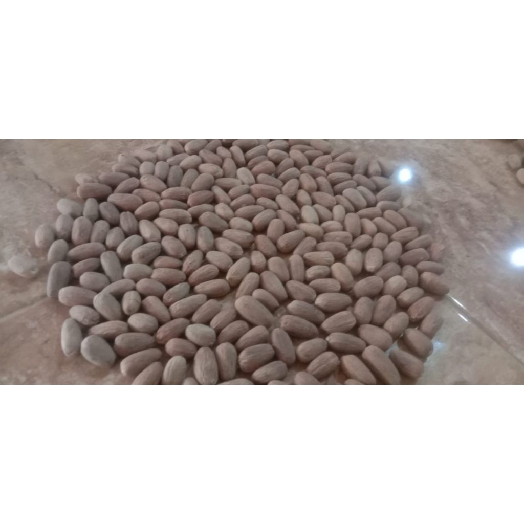 biji pala kupas lonjong kering.