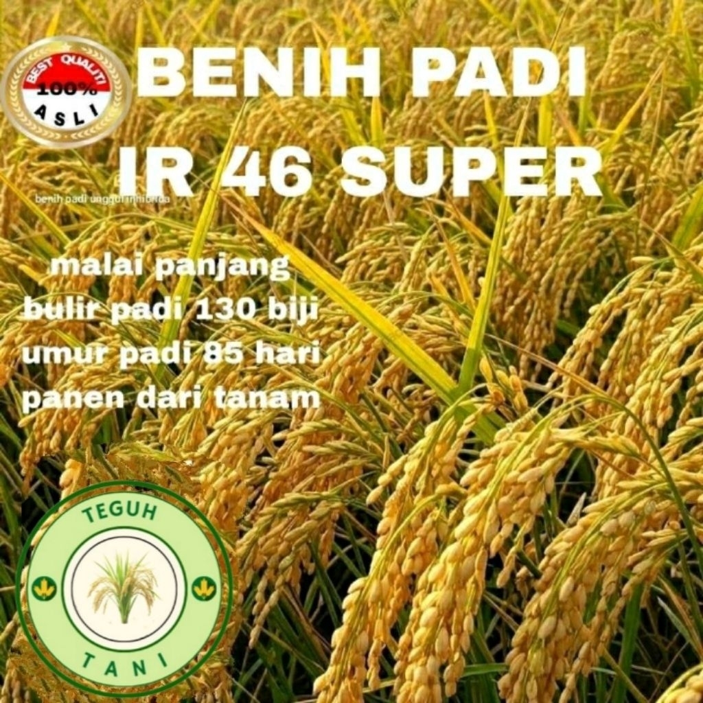 BENIH PADI IR 46 SUPER BERKUALITAS 5KG