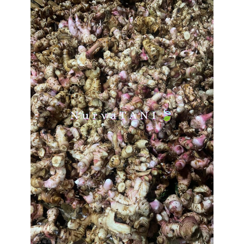 

Lengkuas/laos umbu memasak sudah cuci 1kg