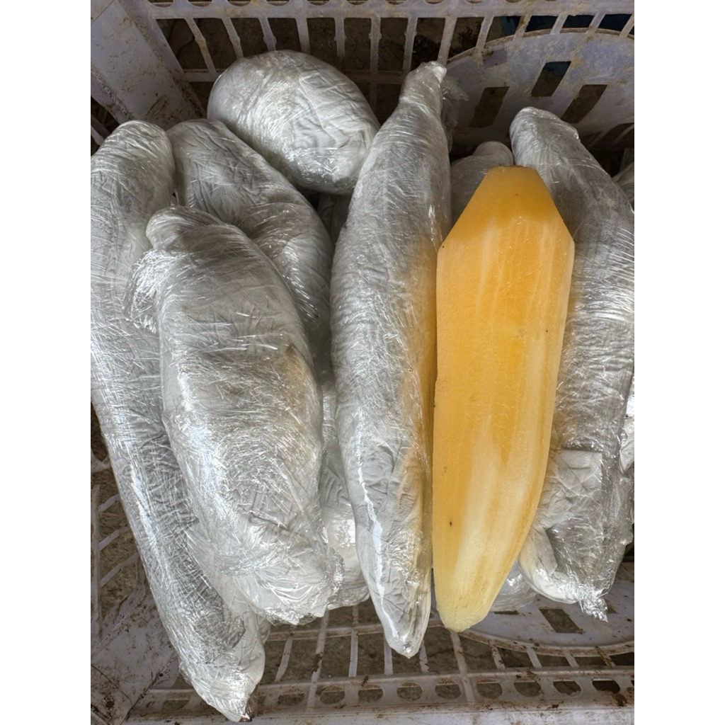 

umbi yakon segar asli wonosobo ukuran sedang berat 500gram