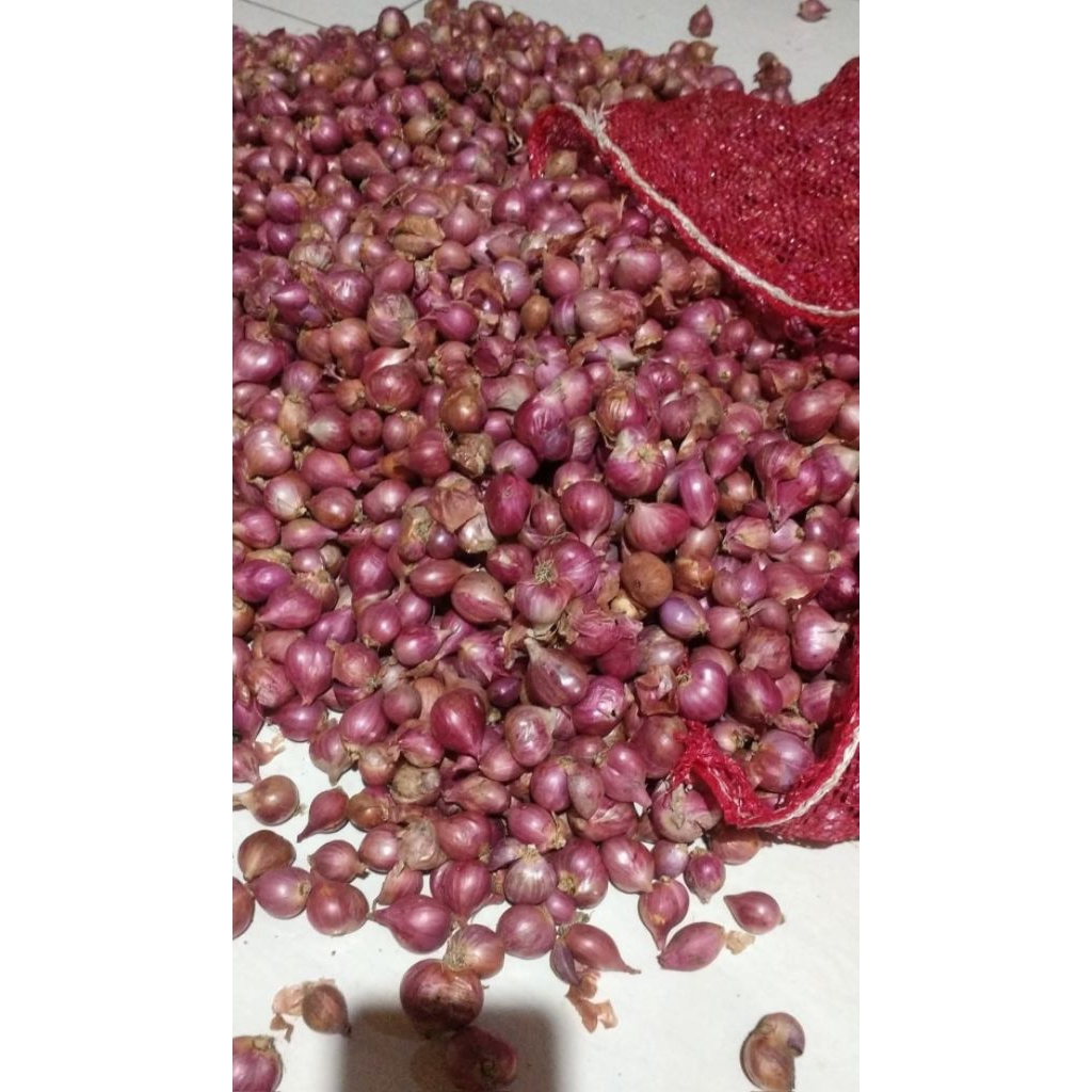 

BAWANG MERAH PROBOLINGGO SUPER KONDISI KERING