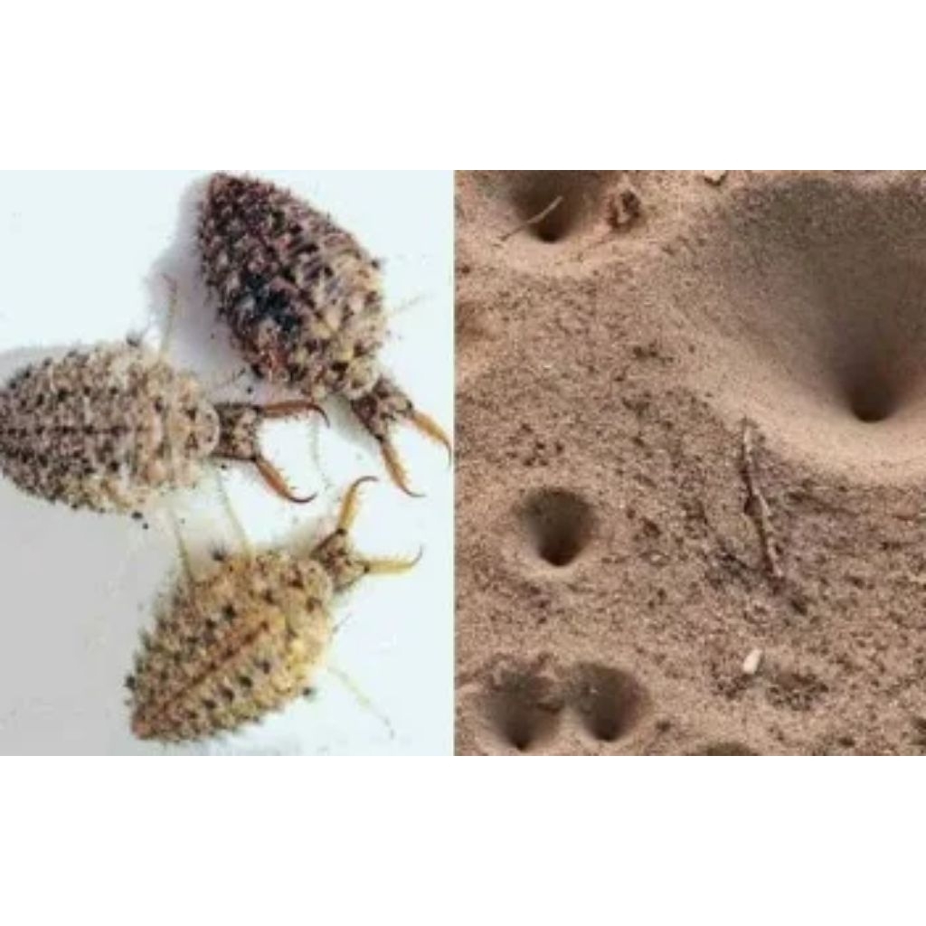 

undur undur 100 biji