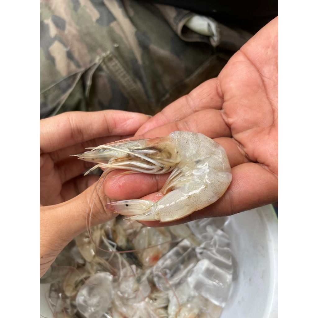 

cumi dan udang segar