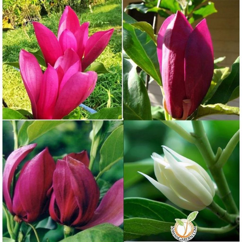 Termurah Paket 3 Tanaman Bunga Kantil Cempaka/ Paket 3 Pohon Bunga Kantil Cempaka Pink Merah Putih