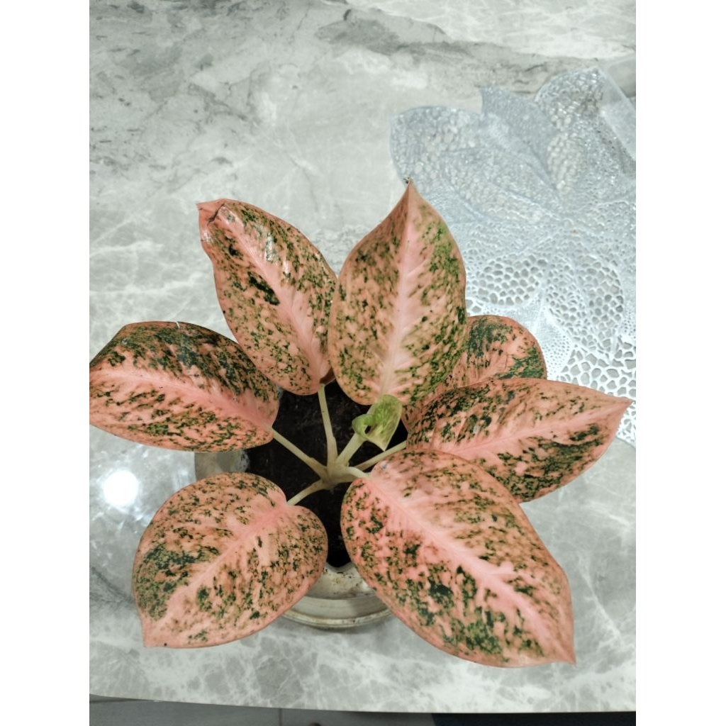 Aglaonema/Aglonema Stardust Orange