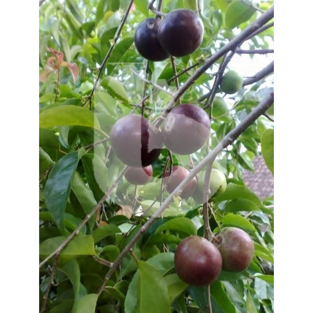 

Indukan plum AUSSII