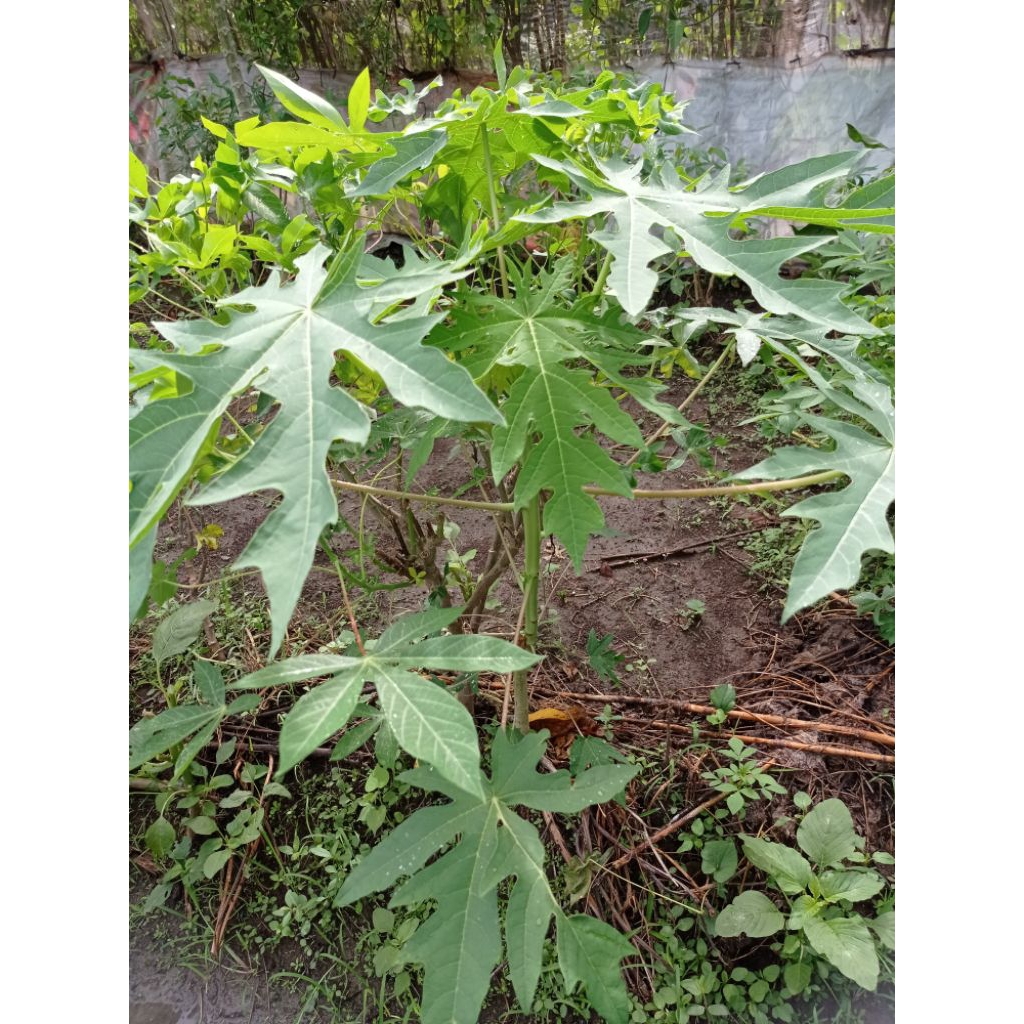 

Daun kates / Daun pepaya / Godong kates segar 500 gram