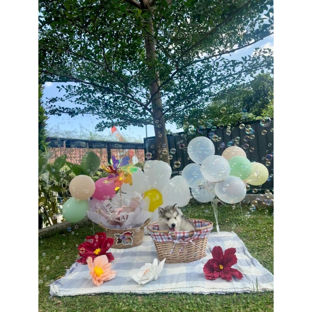 OPEN BOOKING SUPERB QUALITY ALASKAN MALAMUTE PUPPIES