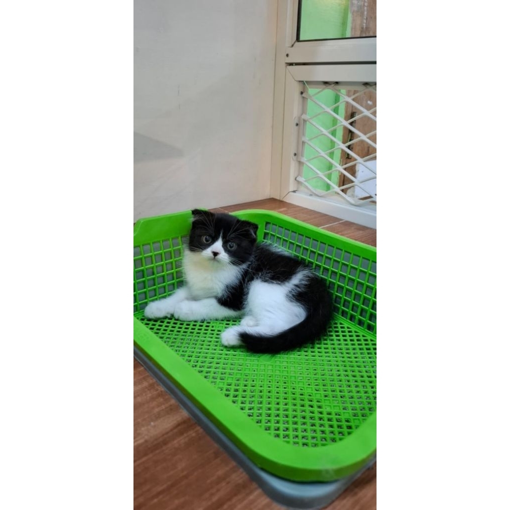 Scootish fold jantan