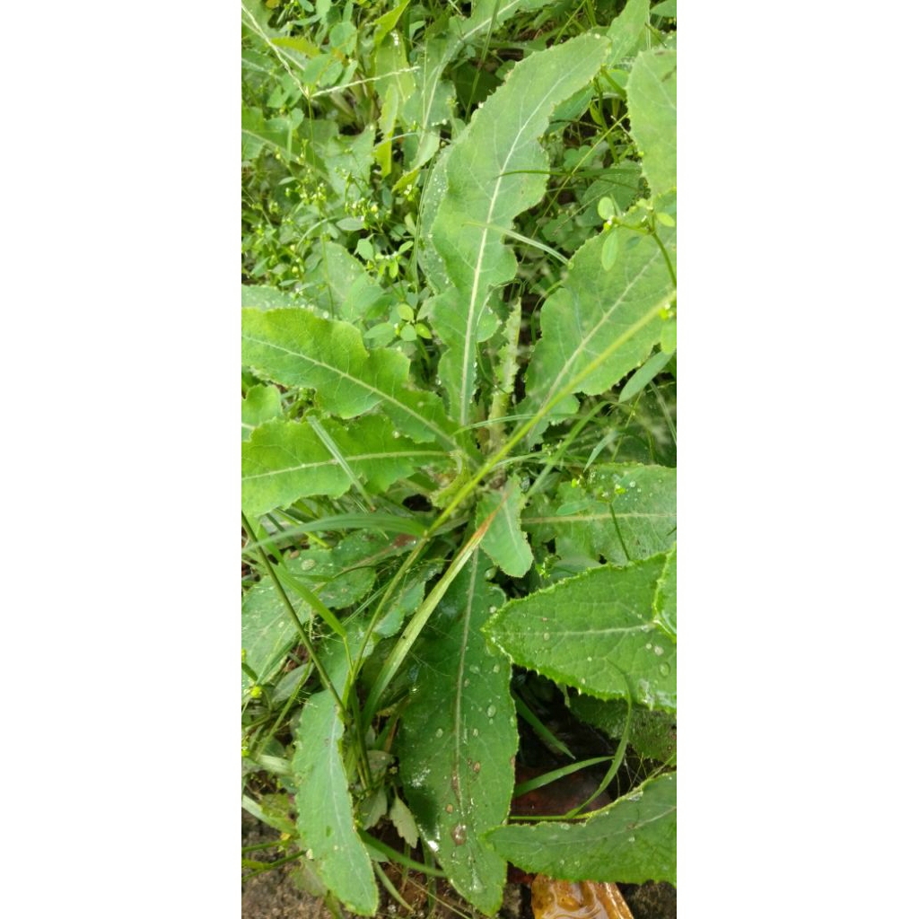 

Daun Tempuyung Sonchus Arvensis 500g Segar Alami Organik