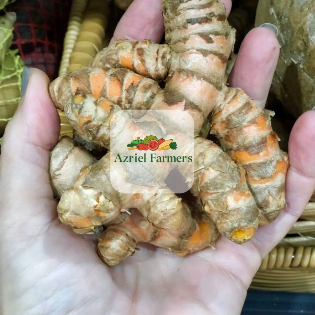 

Kunyit fresh pilihan / 1kg