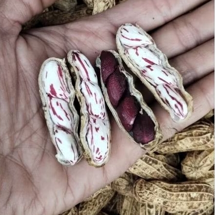 

KACANG MADU LURIK FRESH PANEN DADAKAN 1000 GRAM