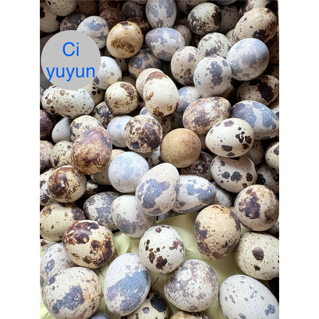 

Telurpuyuh,Telok puyuh,Burung puyuh,Endogpuyuh,Telur piyik puyuh,Telur burung puyuh