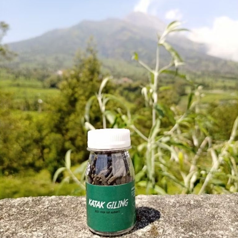 Pelet Katak Giling RKFish Aquatic Murni Katak Kodok Sawah Pakan Auranti