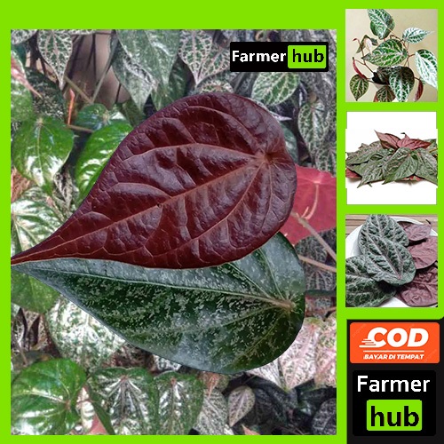 

Promo Daun Sirih Merah Segar 20 Lembar Obat herbal Alami farmer hub