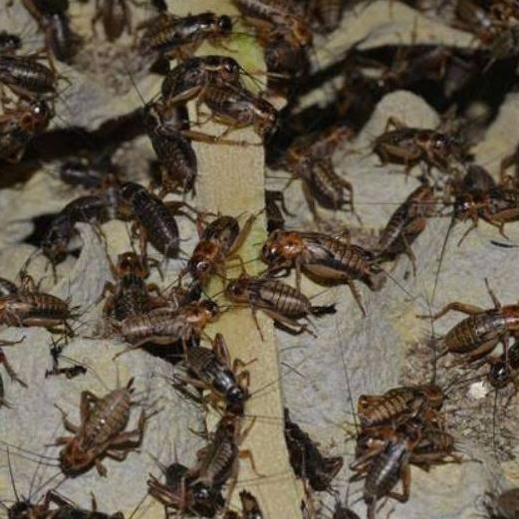 jangkrik hidup pakan burung/jangkrik pakan ikan isi 50 ekor