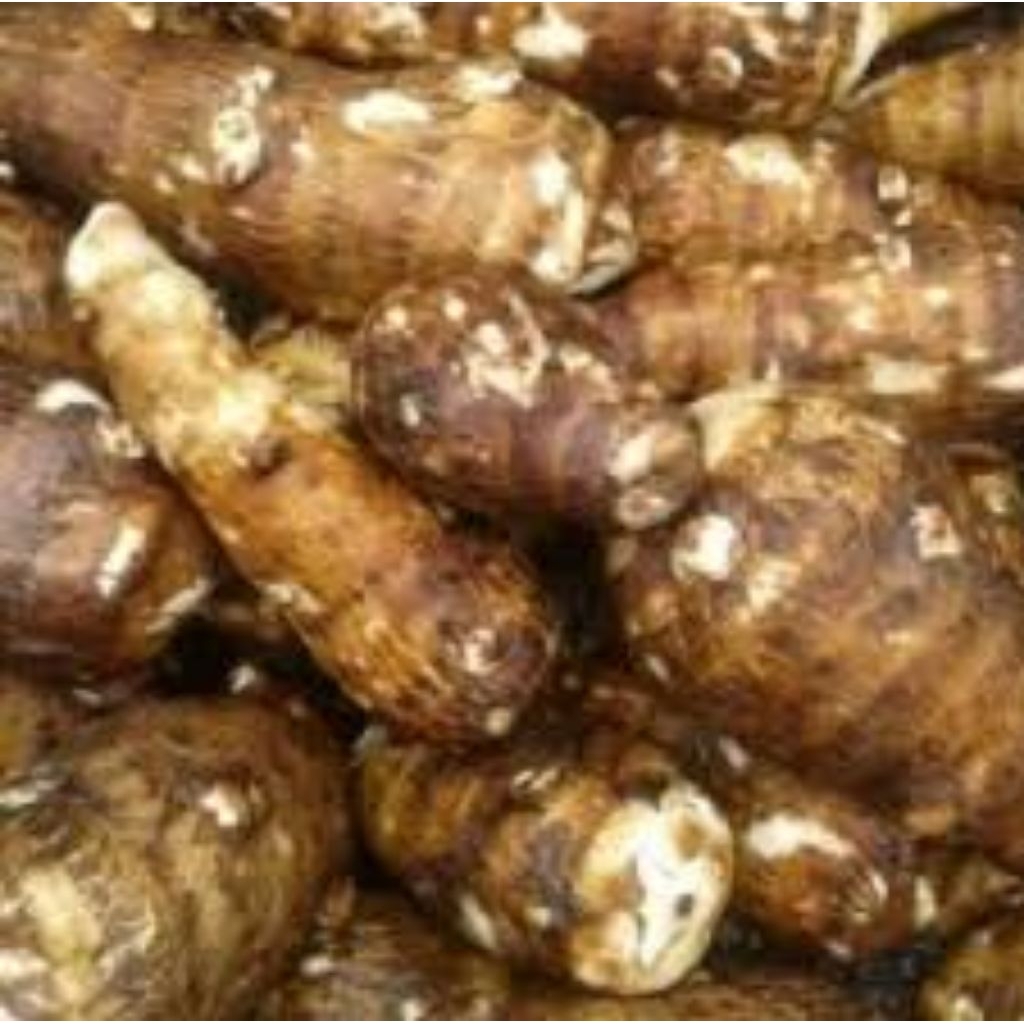 

umbi tales_bogor_segar_bersih_fres_1kg