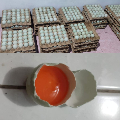 

Telur bebek mentah Omega 3 fresh segar. Ready setiap hari dari kandang langsung