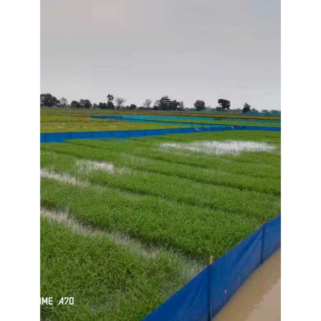 Plastik Pagar Pinian/Plastik Pagar Sawah Tebal 220 Micron