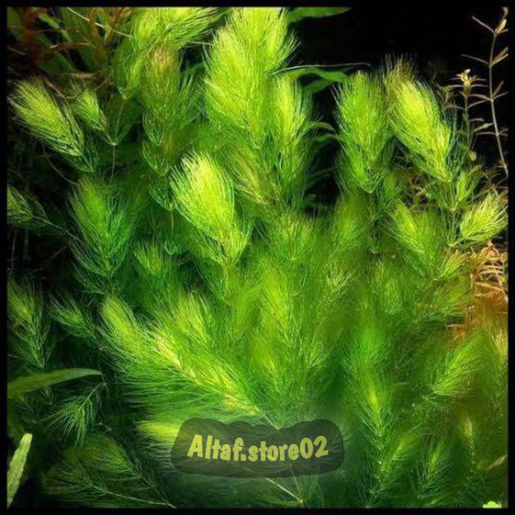 Tanaman Air Ganggang Ekor
Tupai