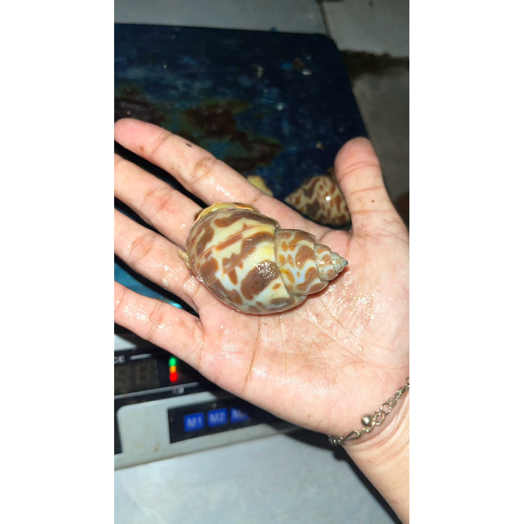 

Kerang Macan Laut Gede 500gram