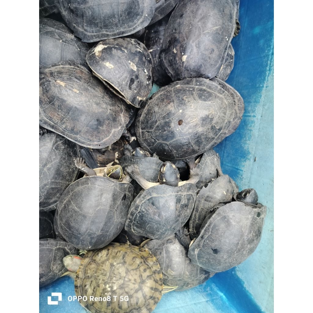 kura kura hidup 1 ekor