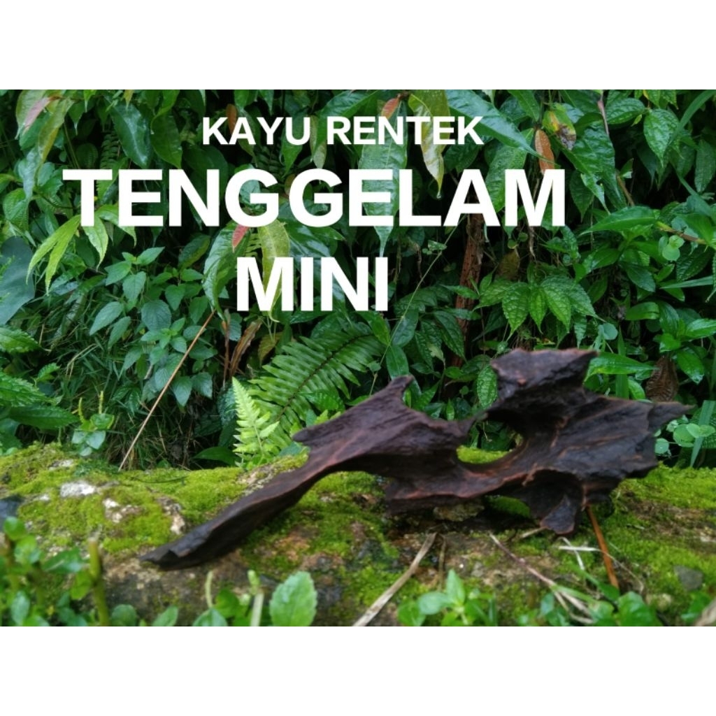 Kayu Rentek Ukuran mini full tenggelam