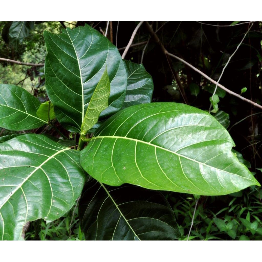 

Daun awar awar asli organik berat 1 kg rempah asli nusantara