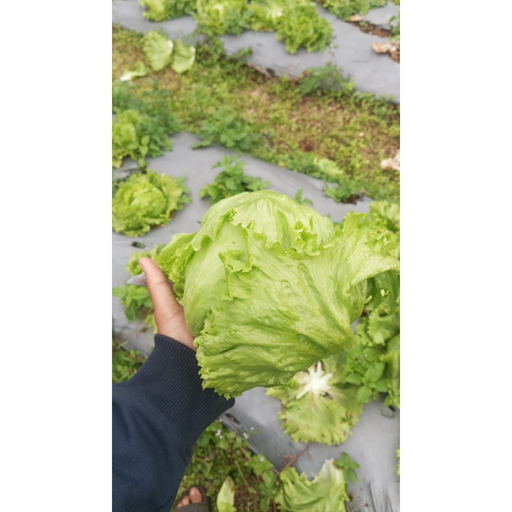 

letuce head/selada/ letuce ice berg