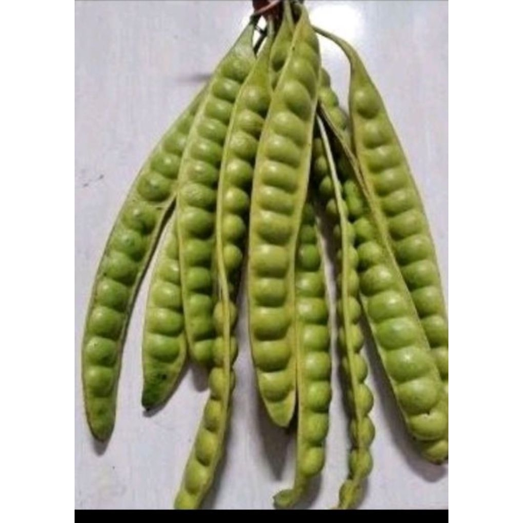 

pete padi feres super tuwa per 10 papan